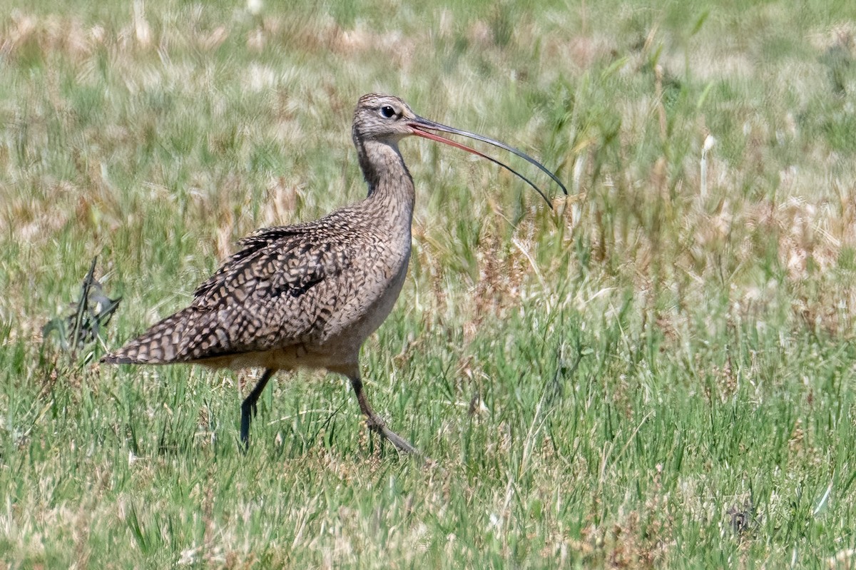 Long-billed Curlew - ML617626535