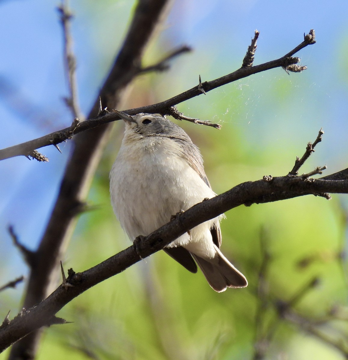 Lucy's Warbler - ML617626539