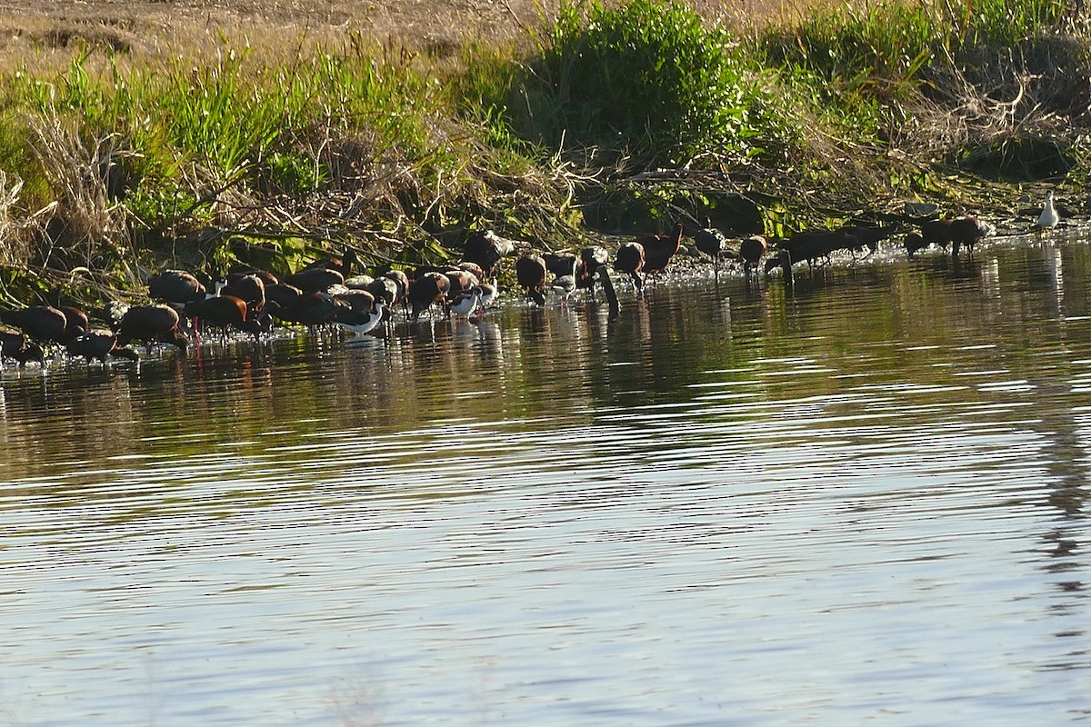 White-faced Ibis - ML617626542