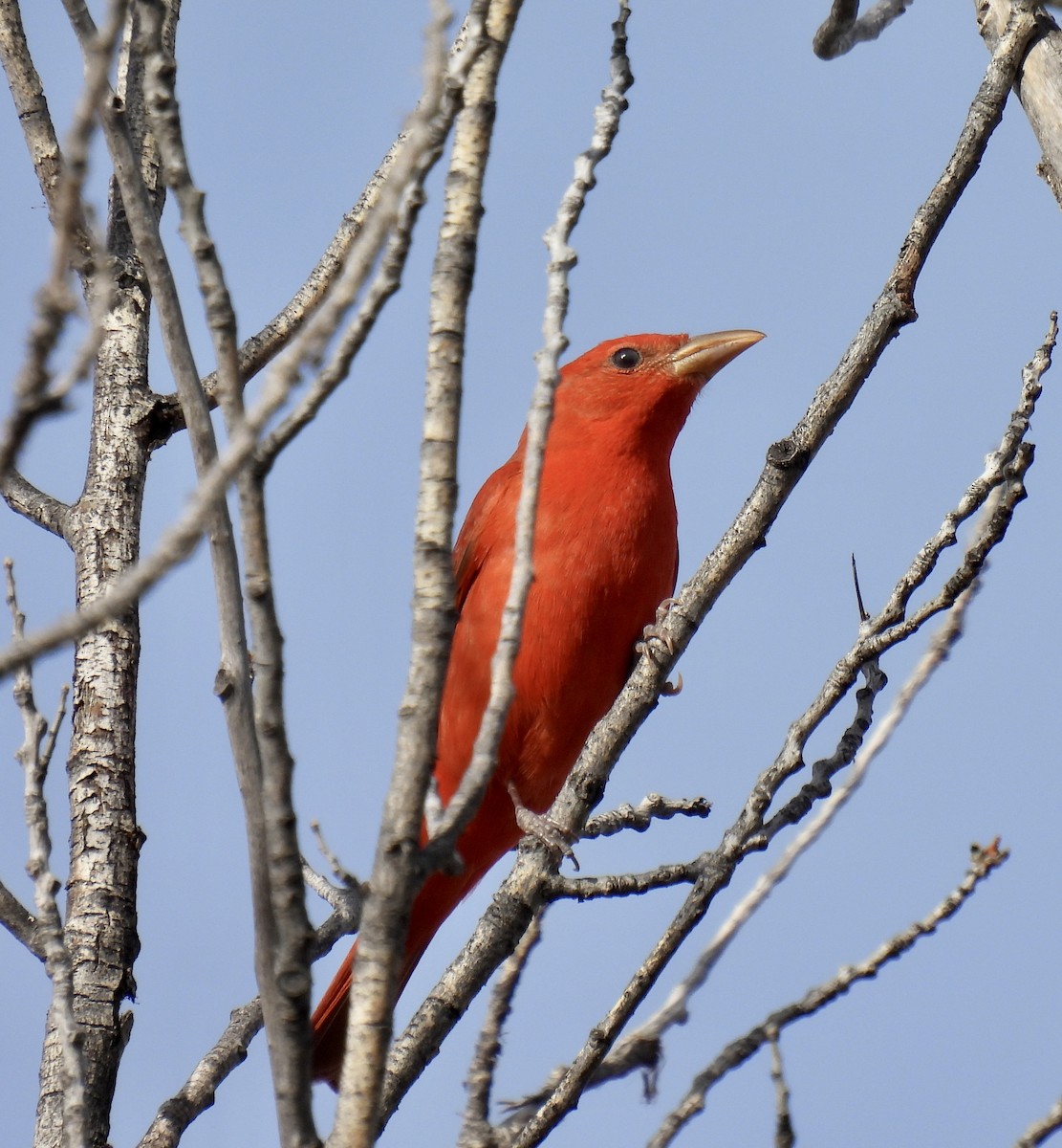 Piranga Roja - ML617626549