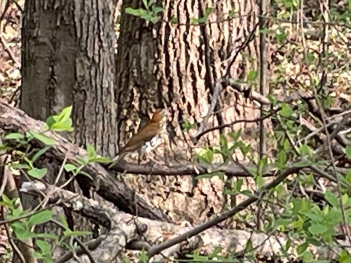 Wood Thrush - ML617626568