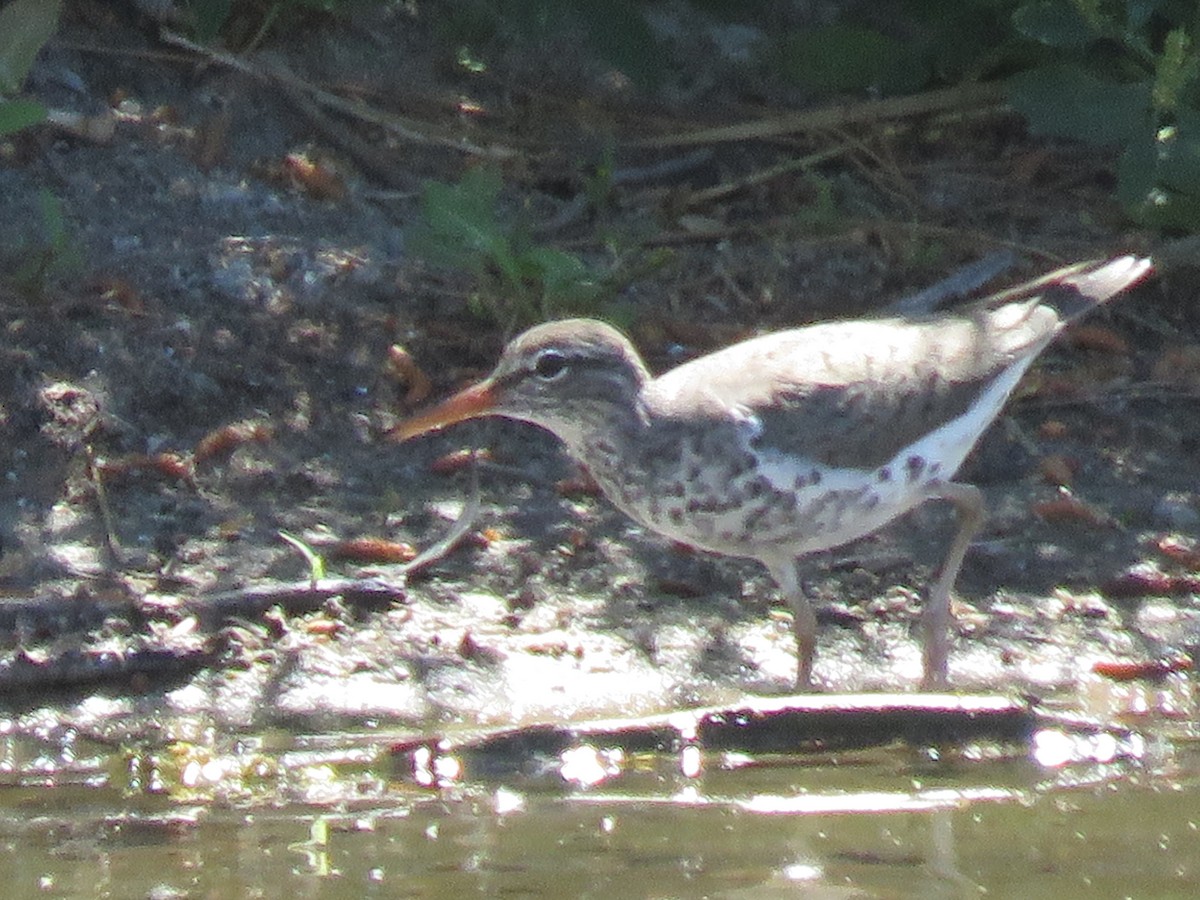 Spotted Sandpiper - ML617626615