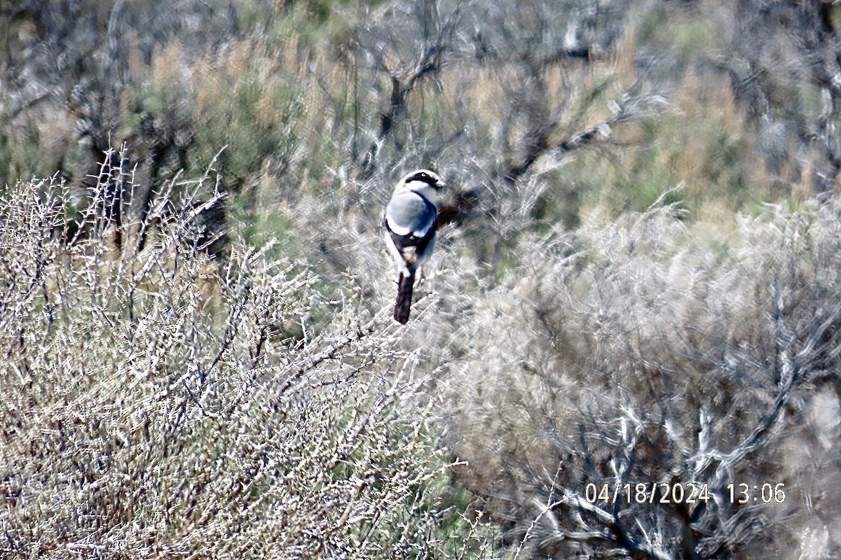 Loggerhead Shrike - ML617626622