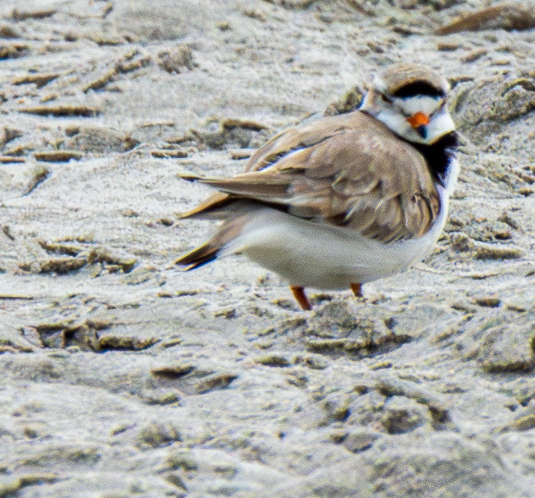 Piping Plover - Kathryn Carson