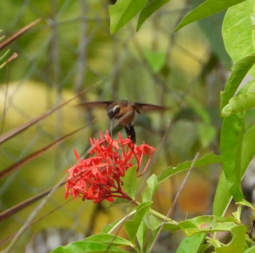 kolibřík trpasličí - ML617626625