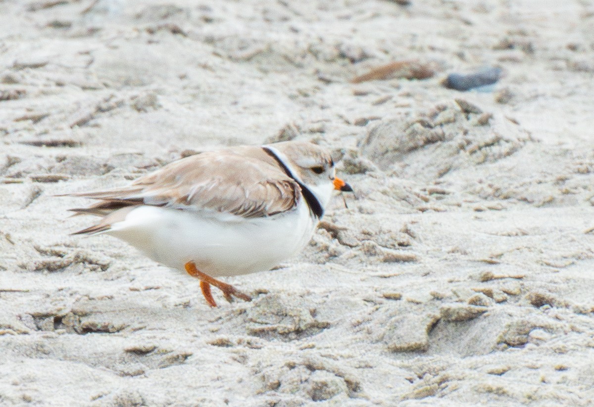 Piping Plover - Kathryn Carson