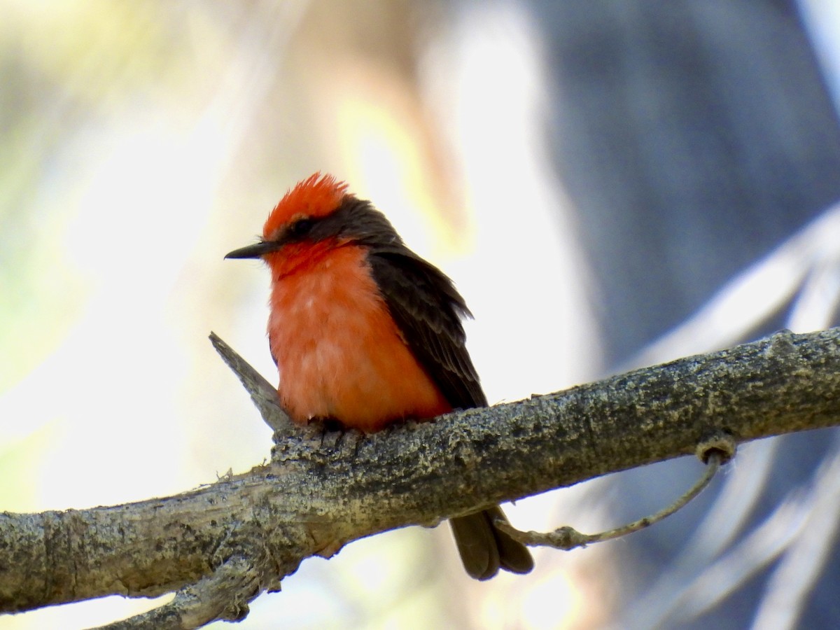 Vermilion Flycatcher - ML617626633