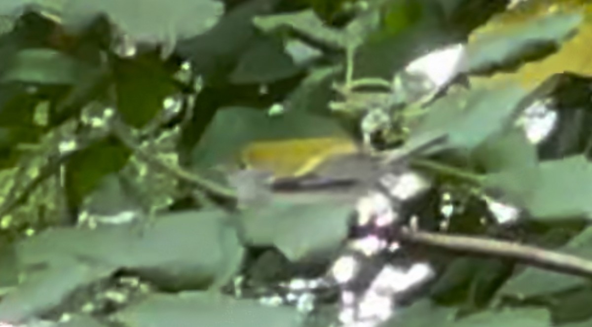 Chestnut-sided Warbler - ML617626665