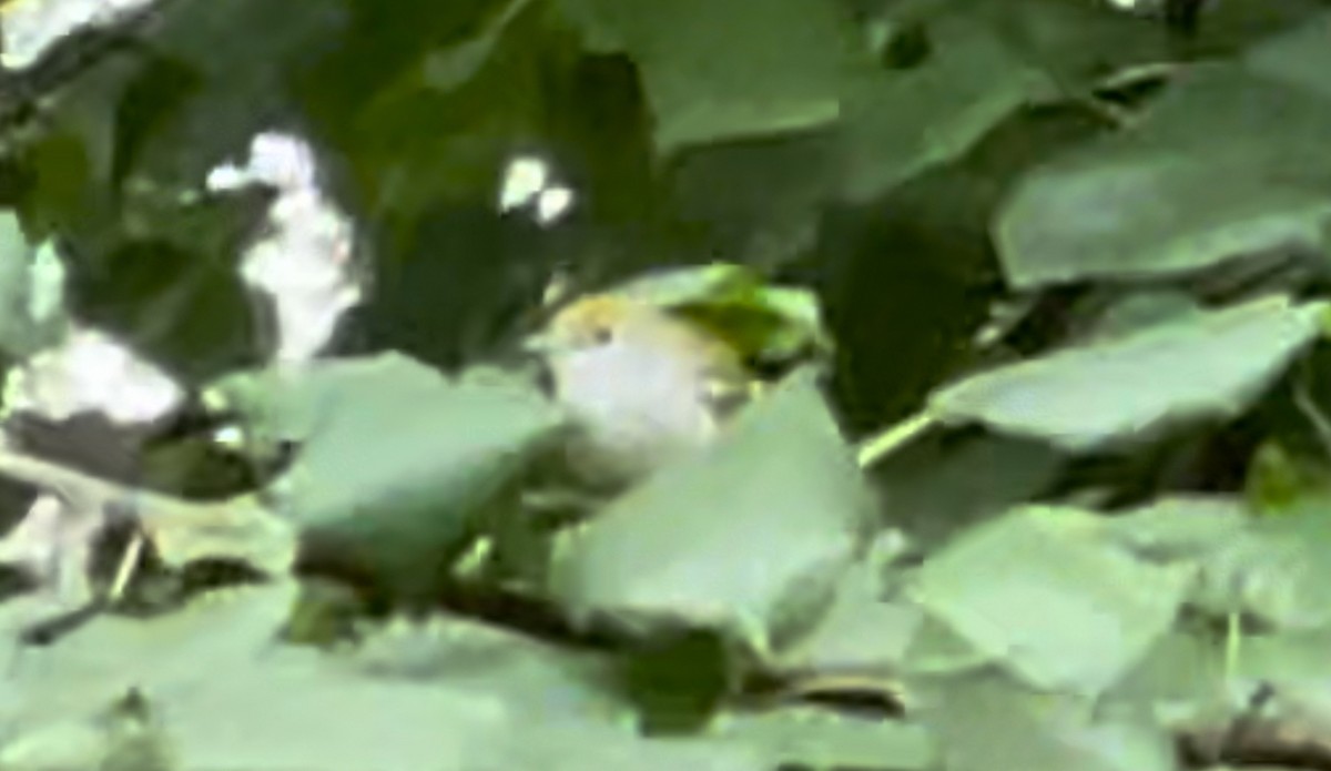 Chestnut-sided Warbler - ML617626666