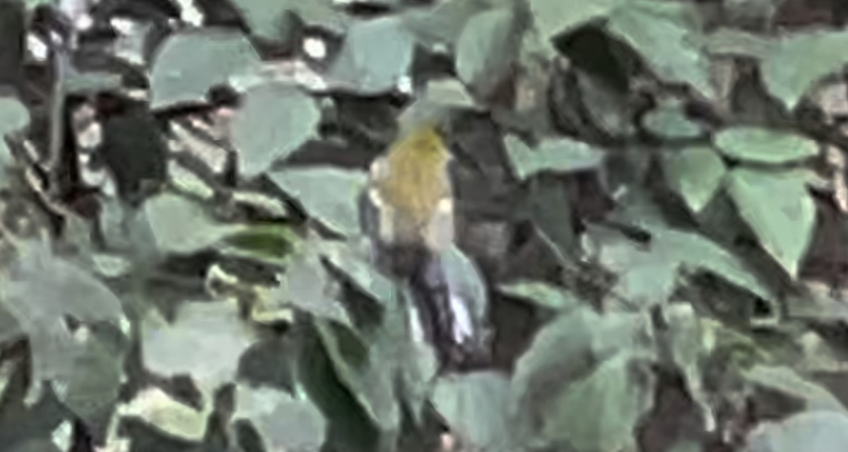 Chestnut-sided Warbler - ML617626667