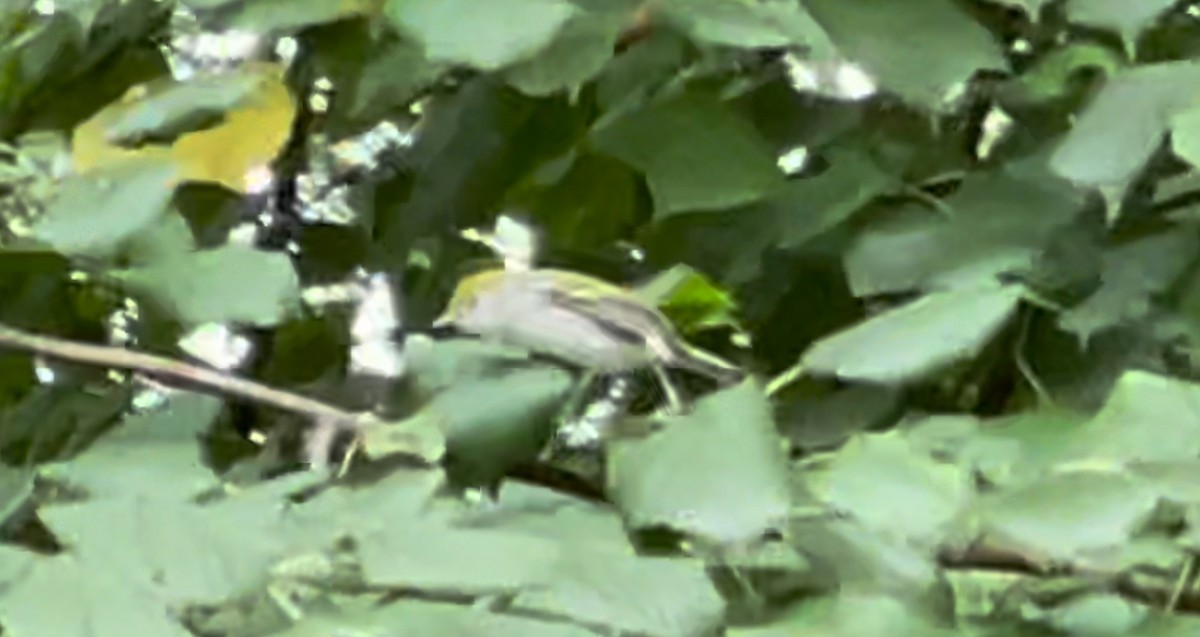 Chestnut-sided Warbler - ML617626668
