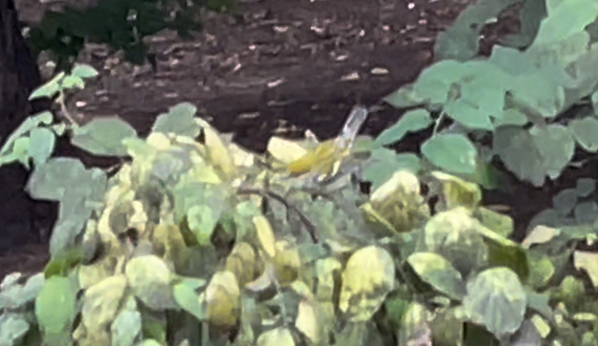 Chestnut-sided Warbler - ML617626669