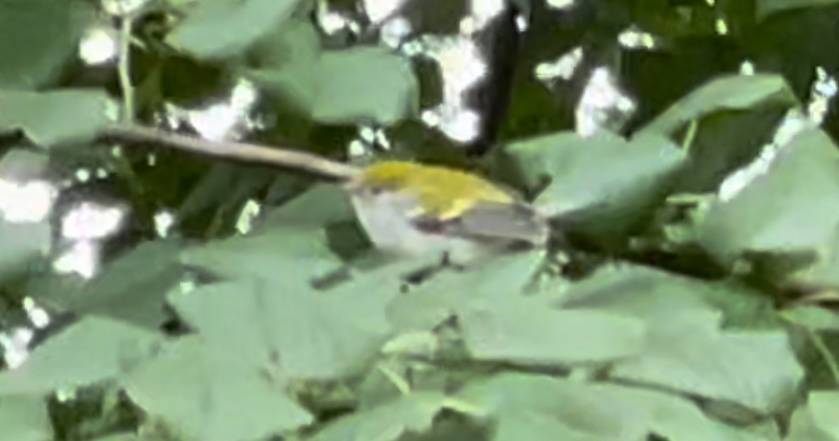 Chestnut-sided Warbler - ML617626670