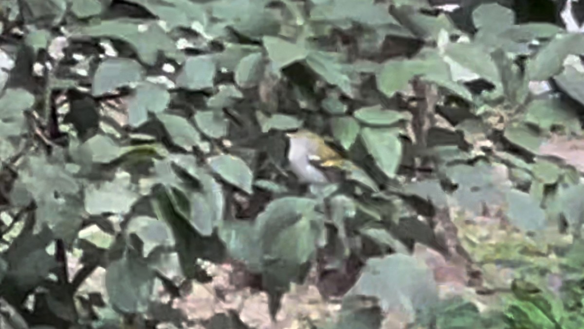 Chestnut-sided Warbler - ML617626671