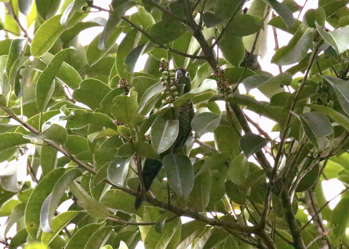 Maroon-tailed Parakeet - Katrina Moilanen