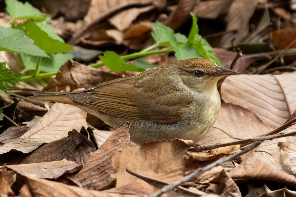 Swainson's Warbler - ML617626709