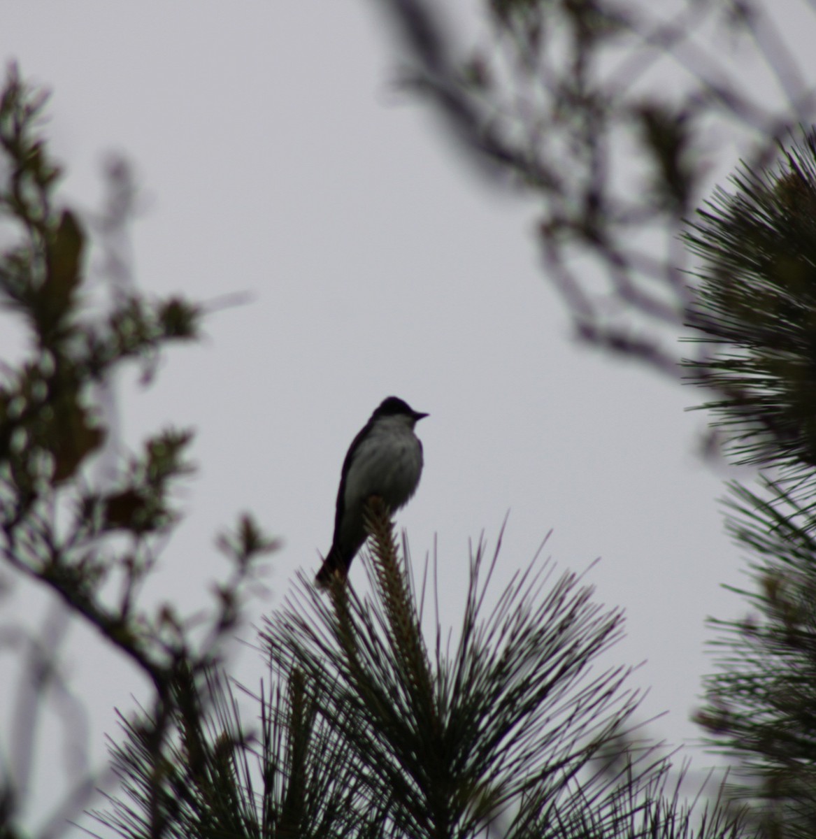 Eastern Kingbird - Donna McAdams