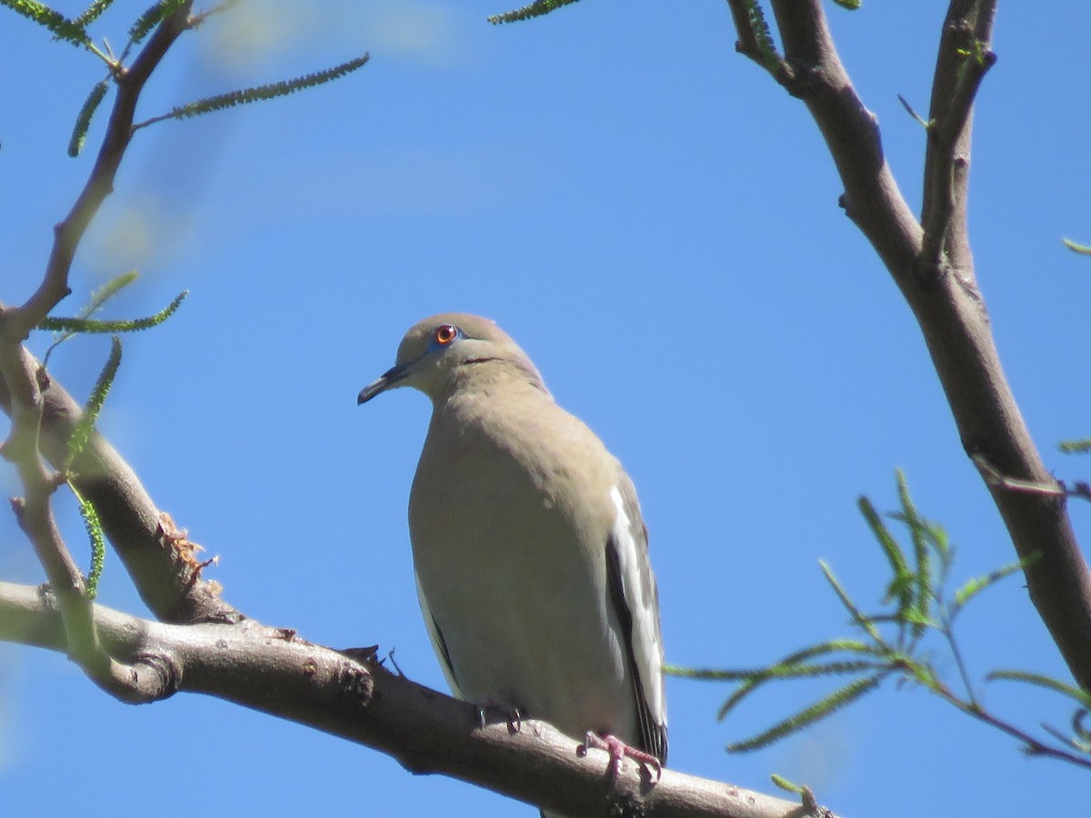 White-winged Dove - ML617626875