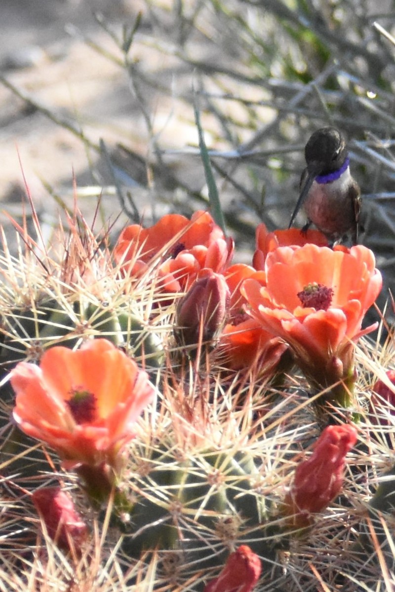 Colibrí Gorjinegro - ML617626902