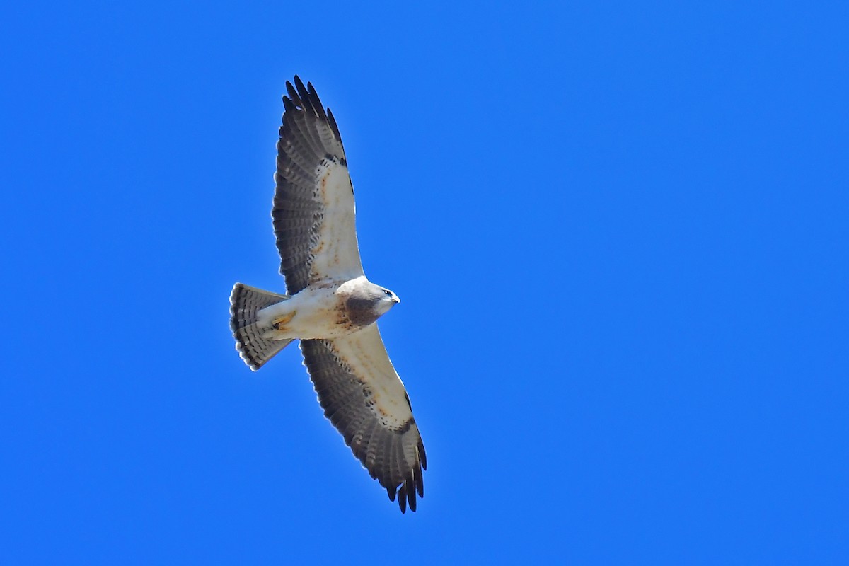 Swainson's Hawk - ML617626930