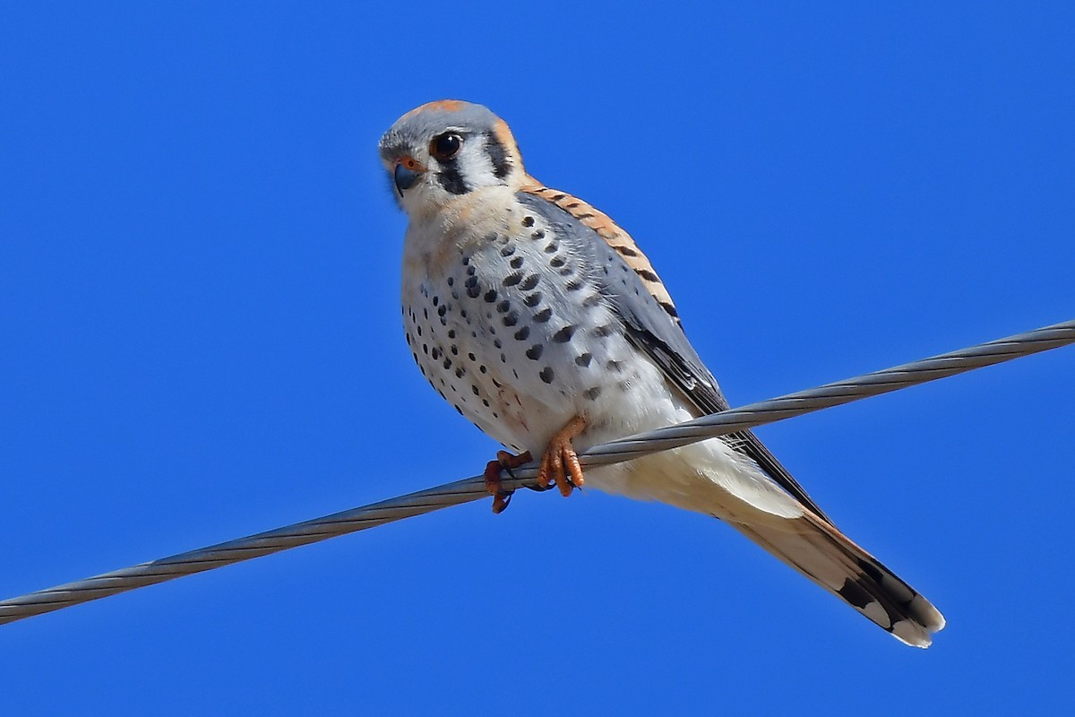 American Kestrel - ML617626940