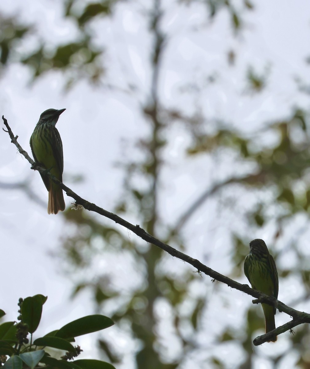 Sulphur-bellied Flycatcher - ML617626998