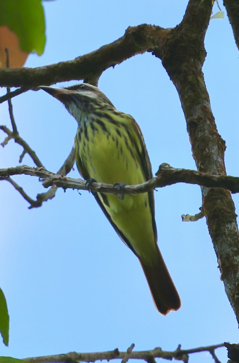Sulphur-bellied Flycatcher - ML617626999