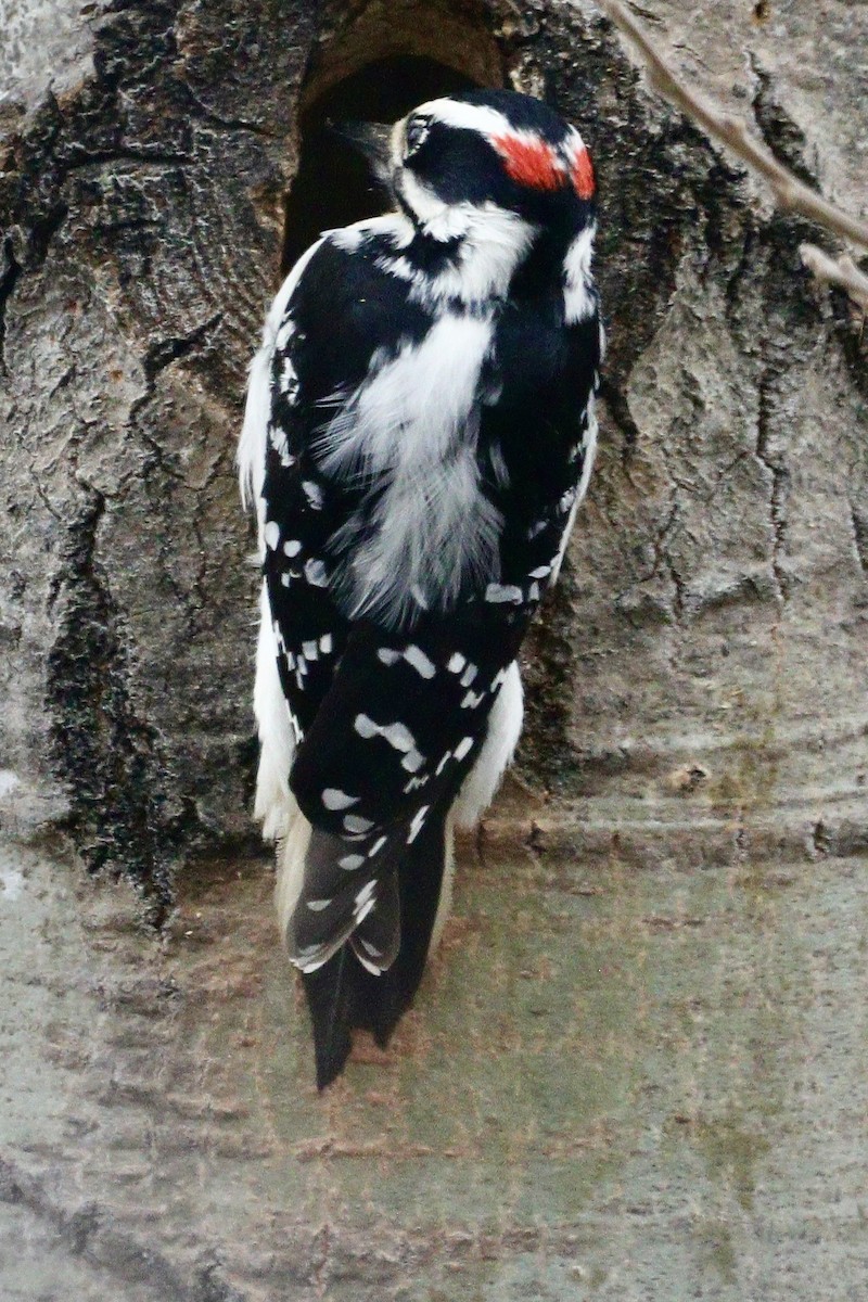 Hairy Woodpecker - ML617627029