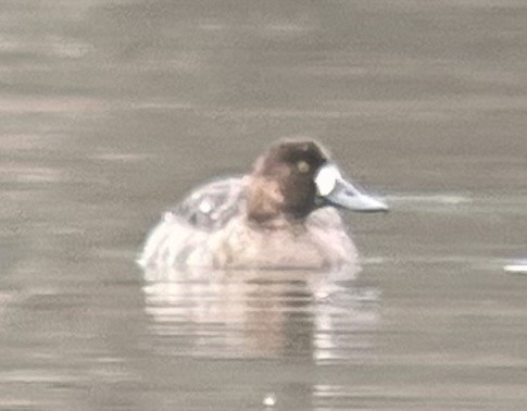 Greater Scaup - ML617627034
