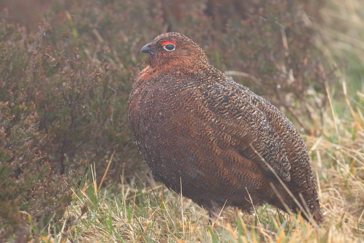 Willow Ptarmigan - ML617627037