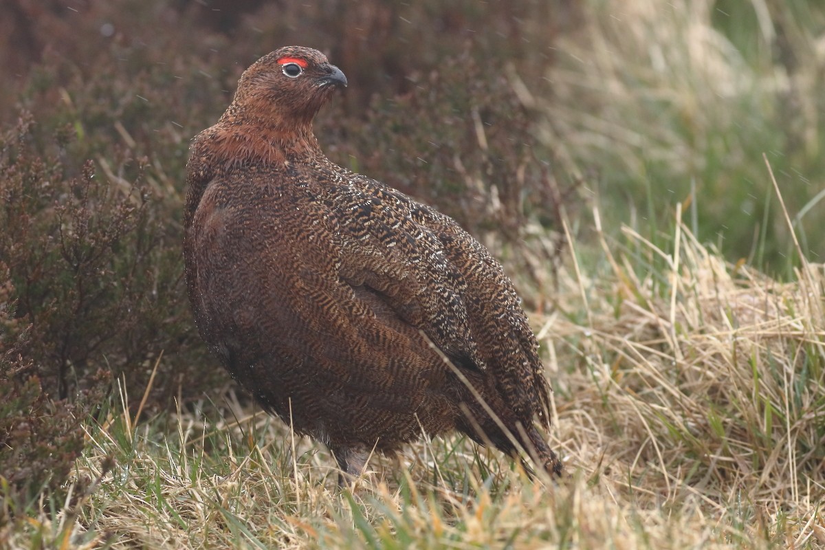 Willow Ptarmigan - Grzegorz Burkowski