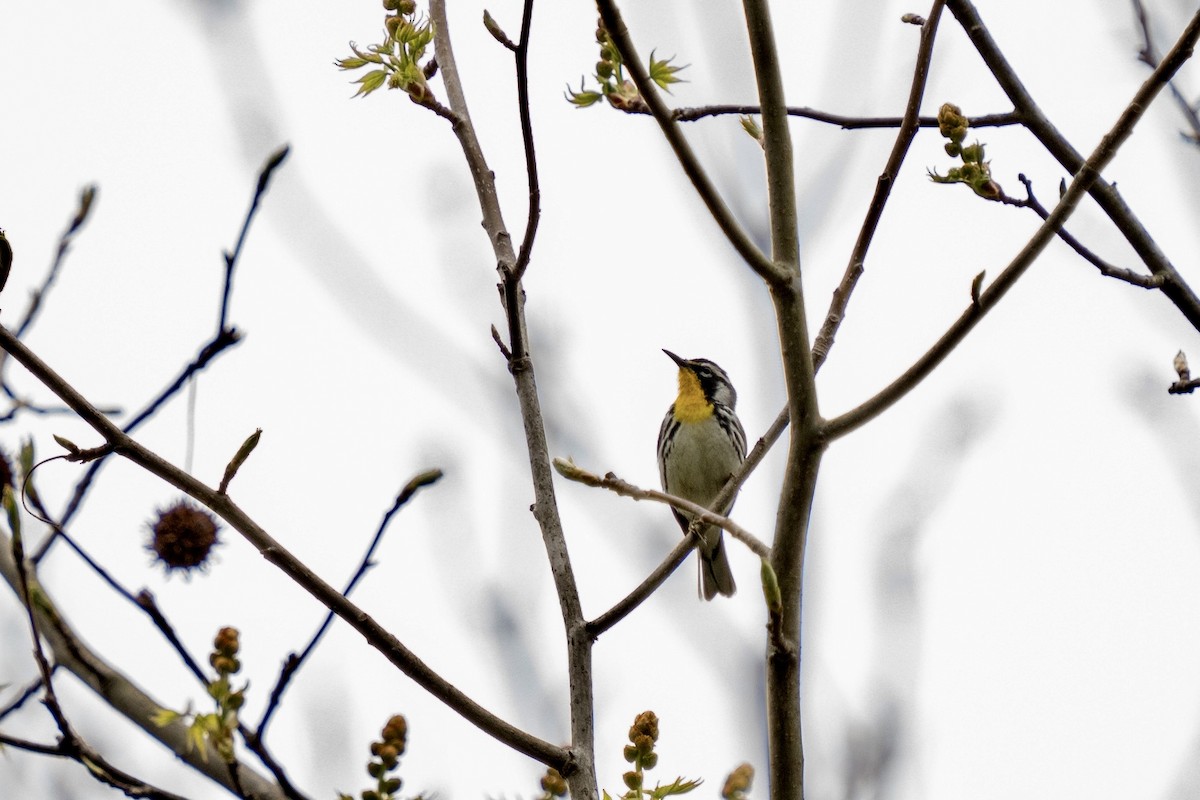 Yellow-throated Warbler - ML617627060