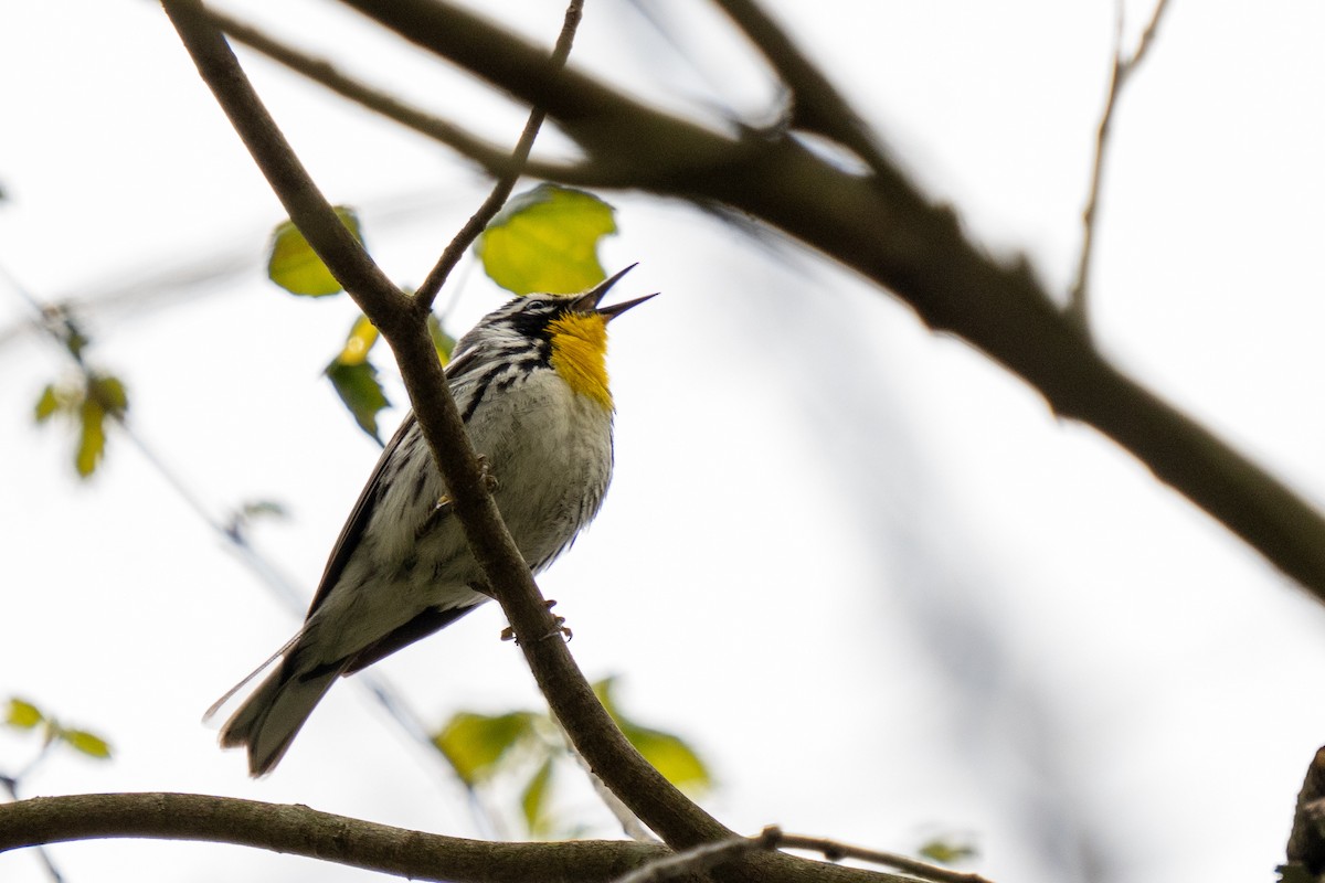 Yellow-throated Warbler - ML617627061