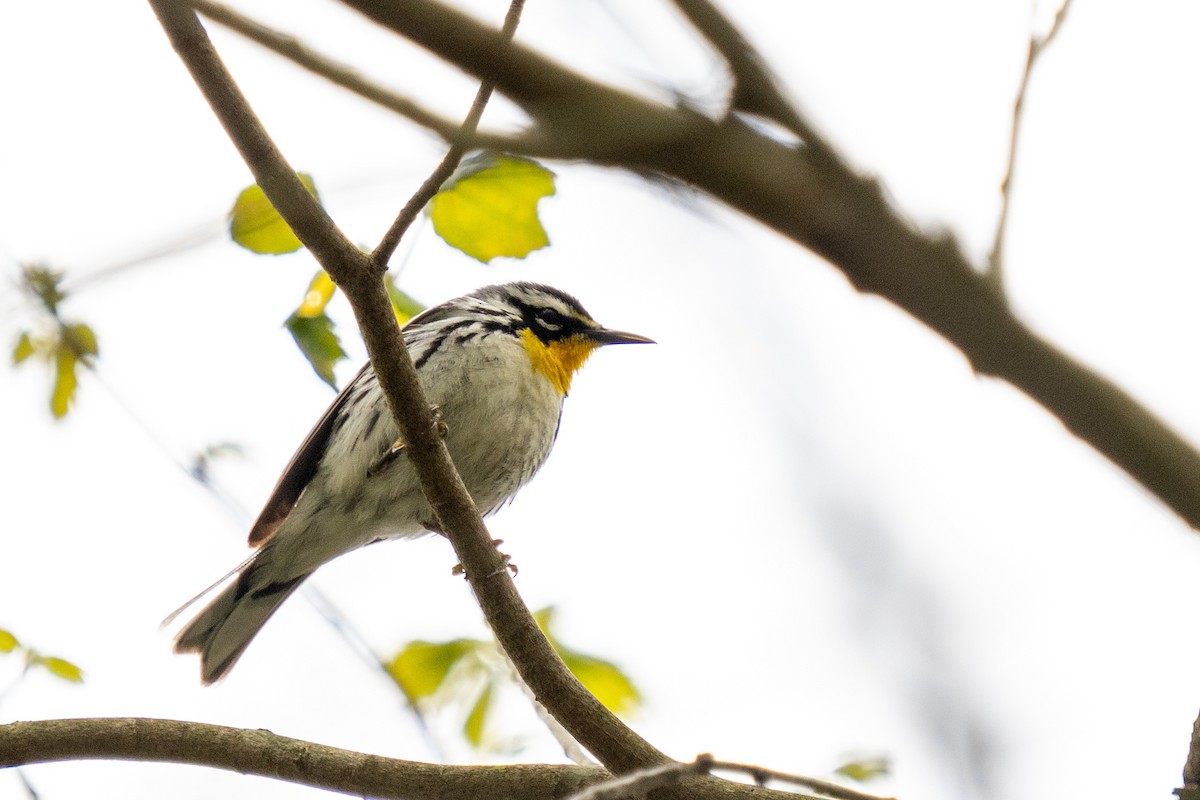 Yellow-throated Warbler - ML617627062