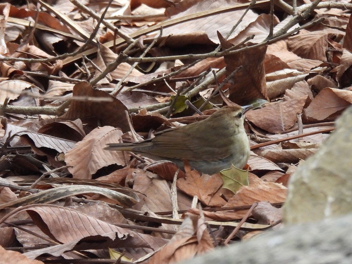 Swainson's Warbler - ML617627078