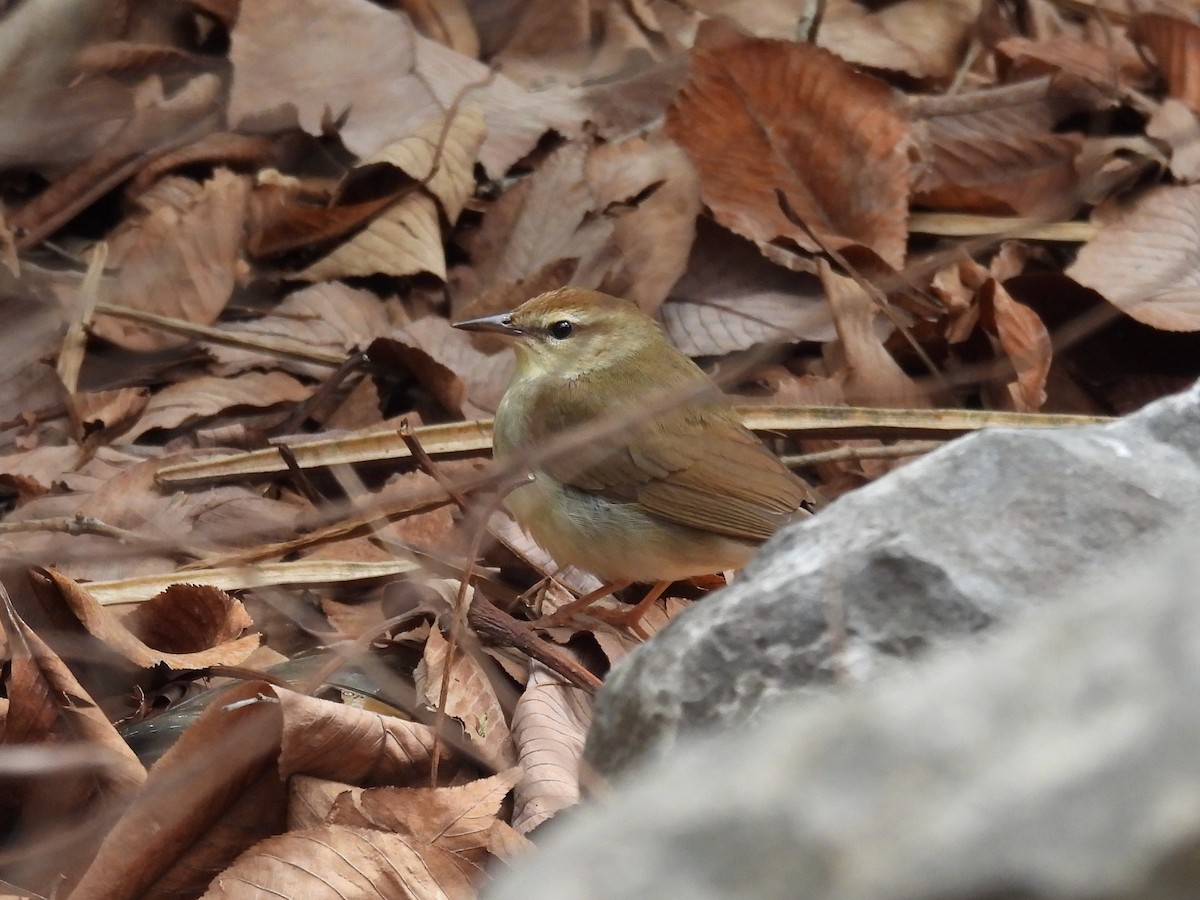 Swainson's Warbler - ML617627080