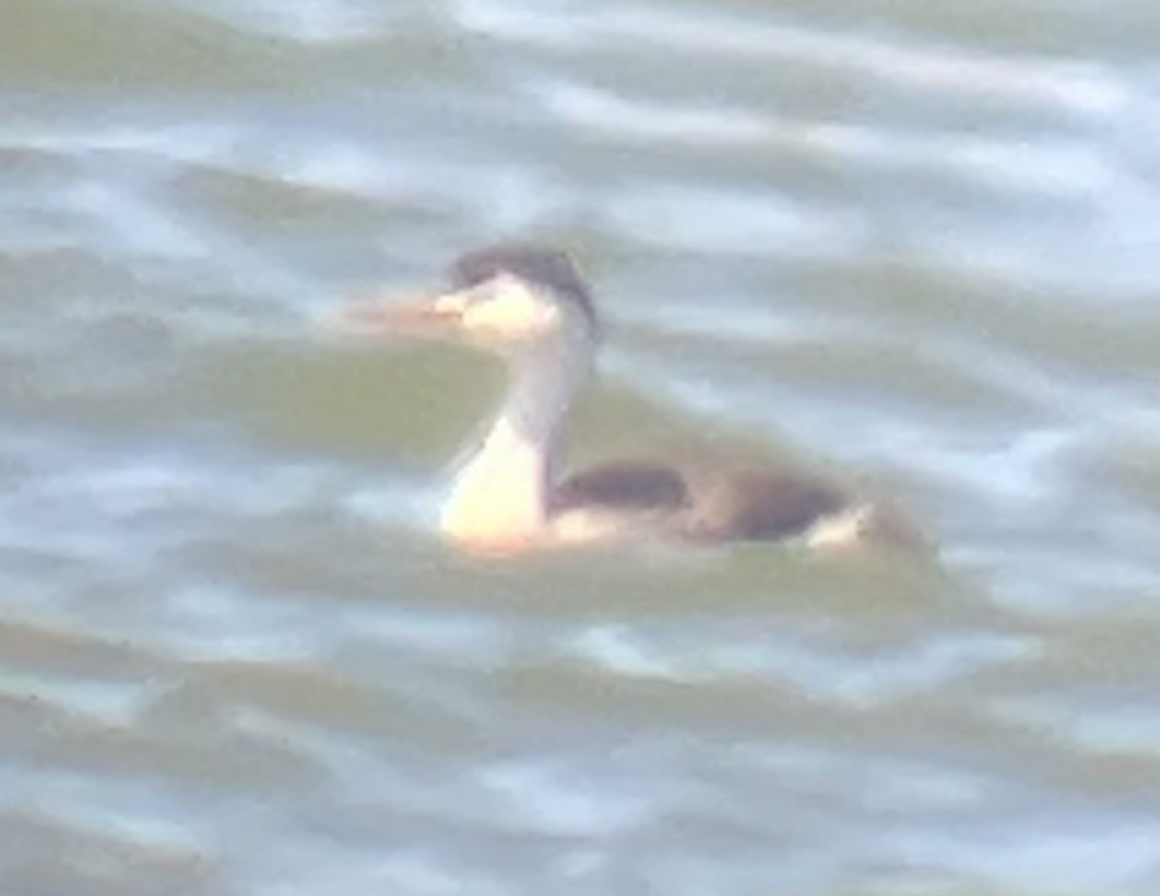 Clark's Grebe - ML617627108