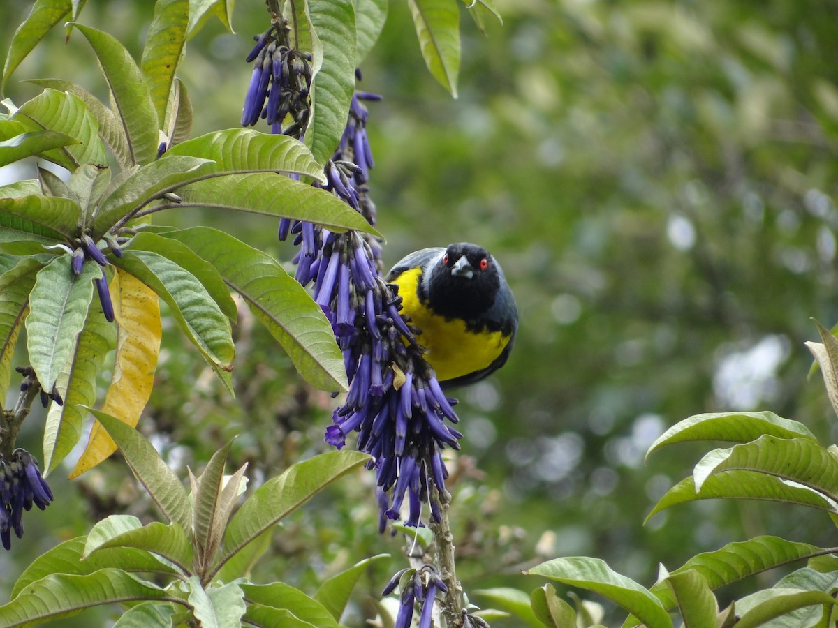 Hooded Mountain Tanager - ML617627160