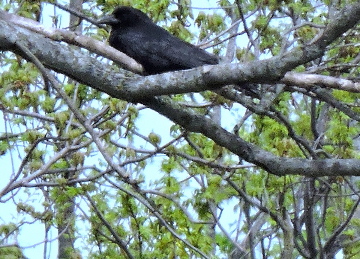 American Crow - ML617627194