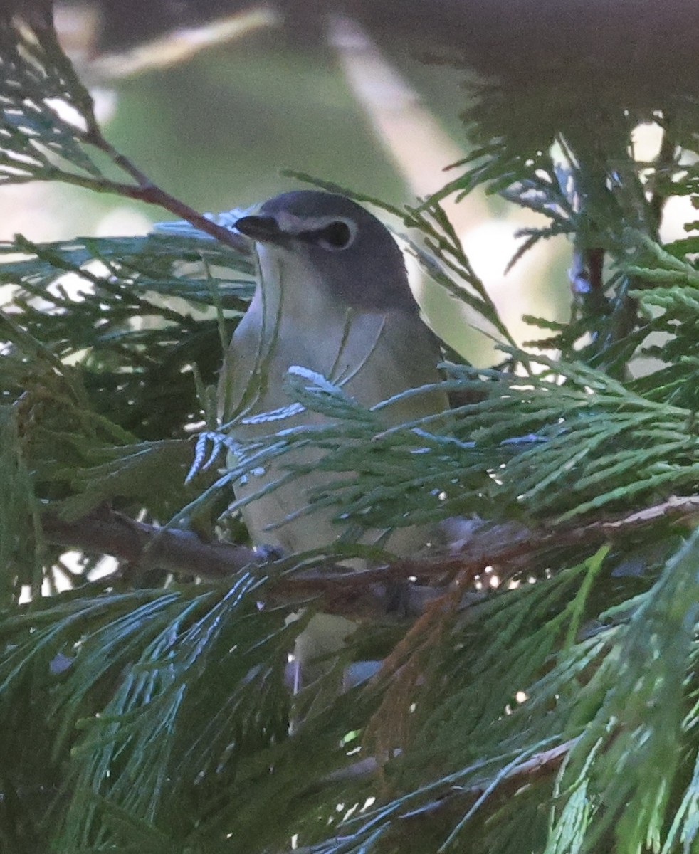 Vireo de Cassin - ML617627223