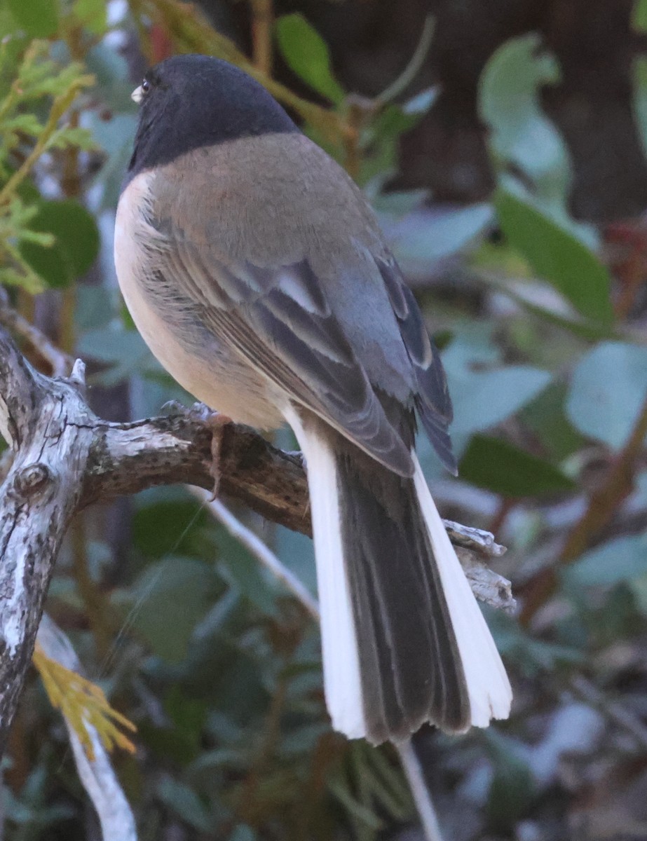 Junco Ojioscuro (grupo oreganus) - ML617627227