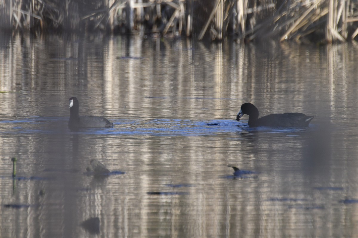 American Coot - ML617627266