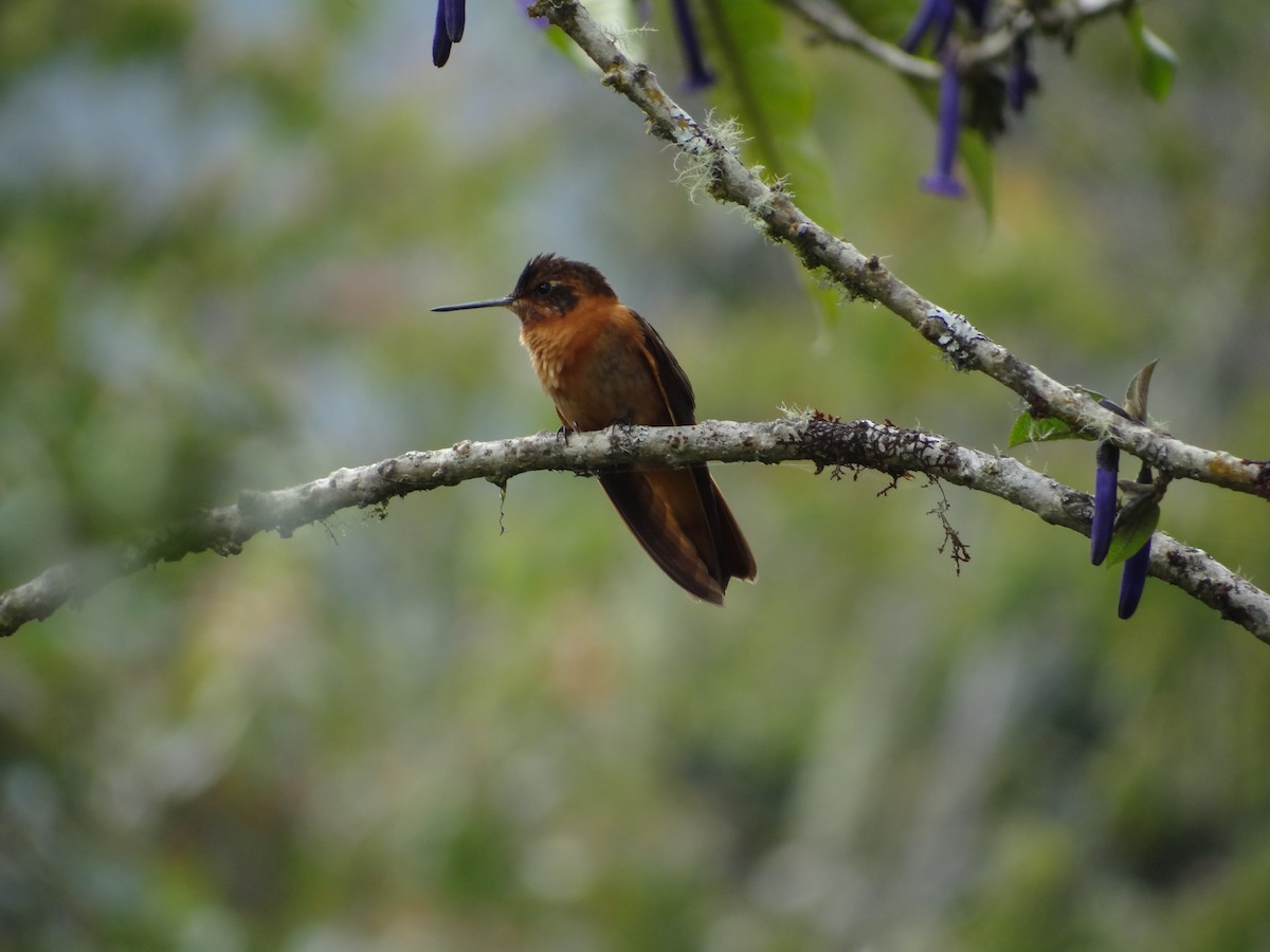 Colibri étincelant - ML617627273