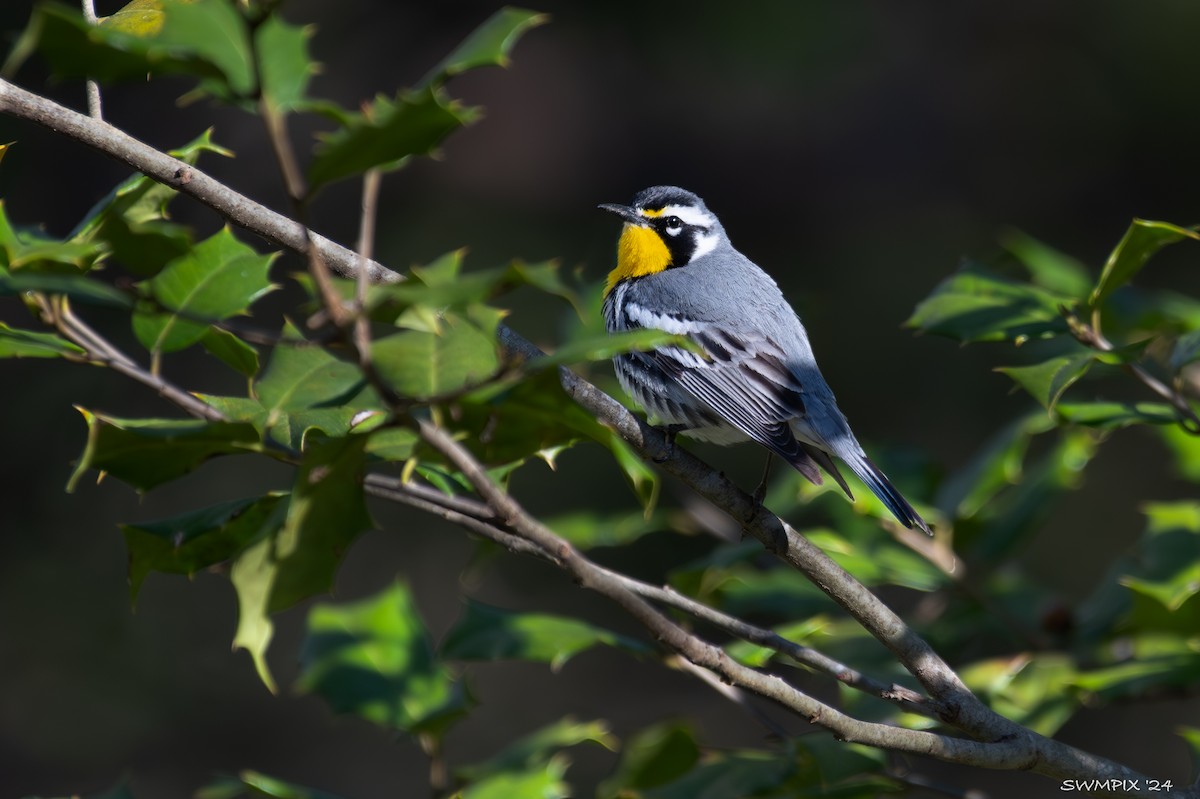 Yellow-throated Warbler - ML617627279