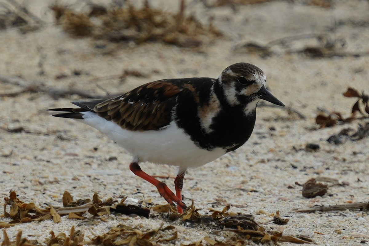 Ruddy Turnstone - ML617627322