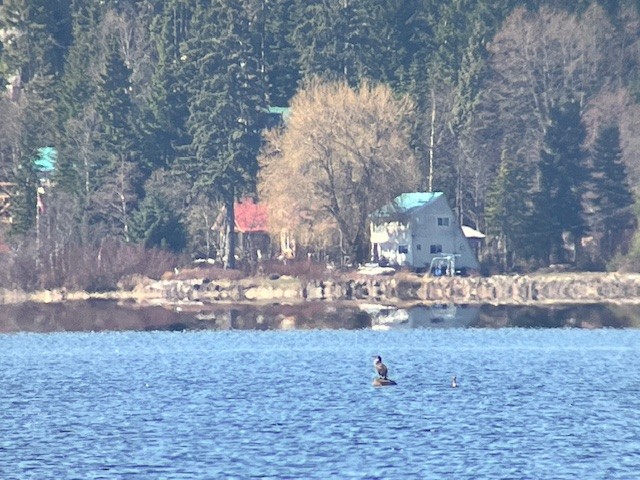 Double-crested Cormorant - Emily Williams