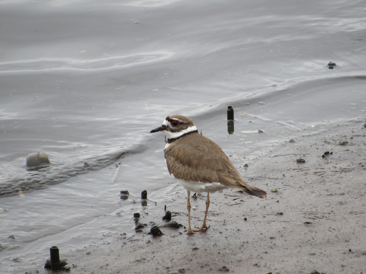 Killdeer - ML617627358