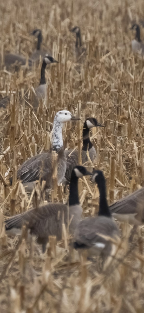 Snow x Canada Goose (hybrid) - ML617627374