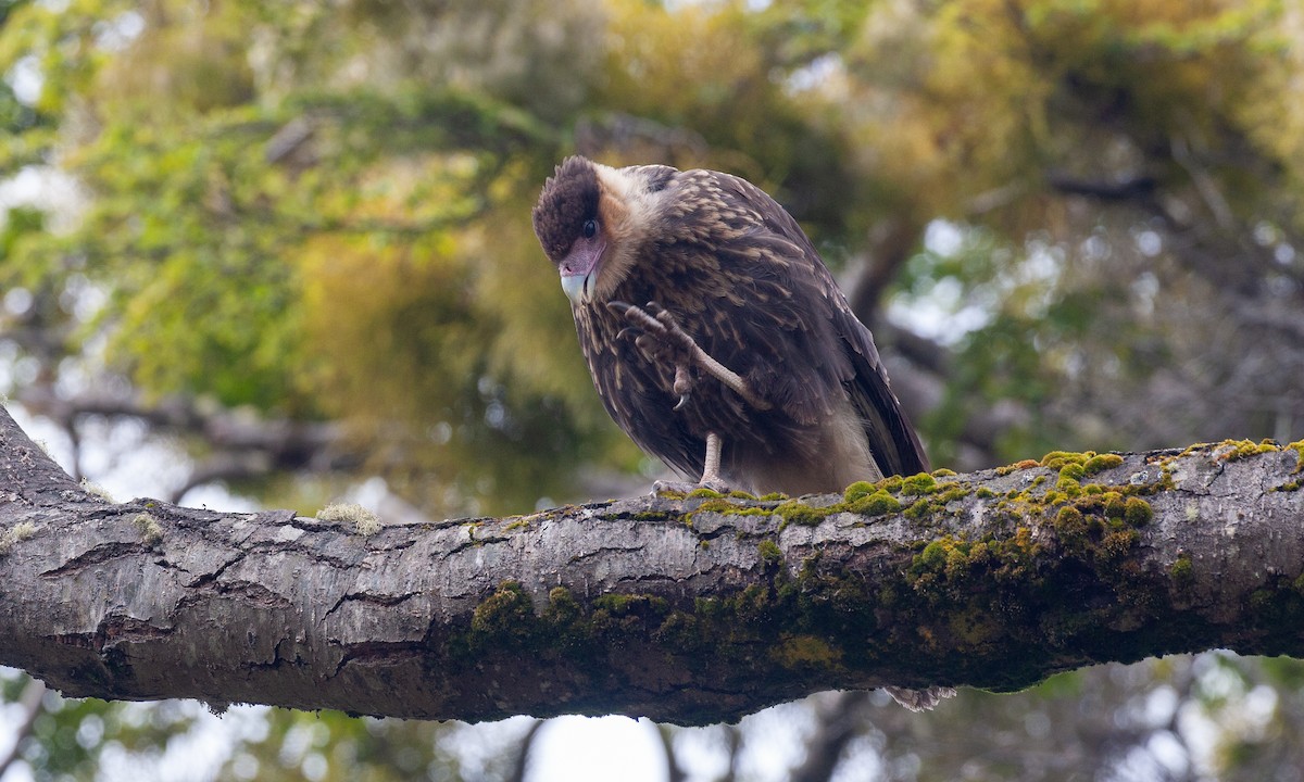 Caracara huppé (plancus) - ML617627389