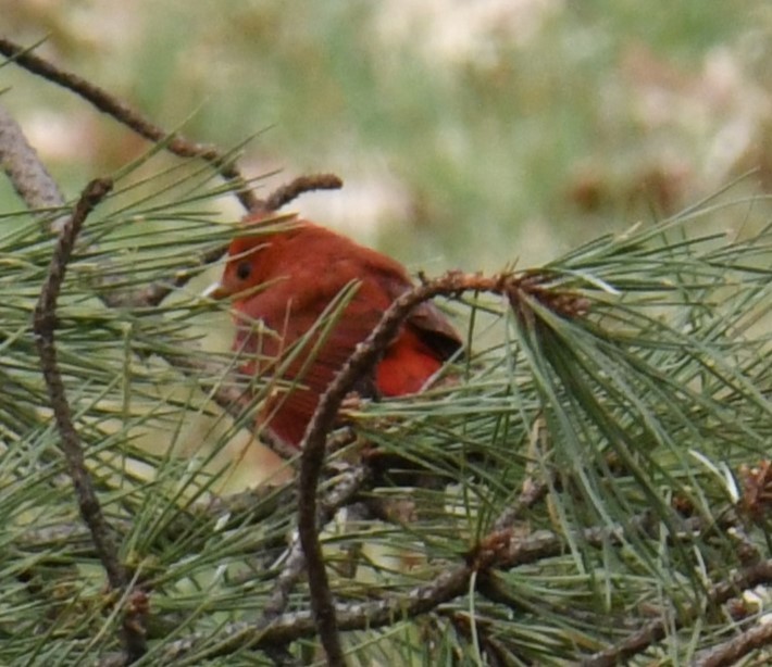 Summer Tanager - Gary Roberts